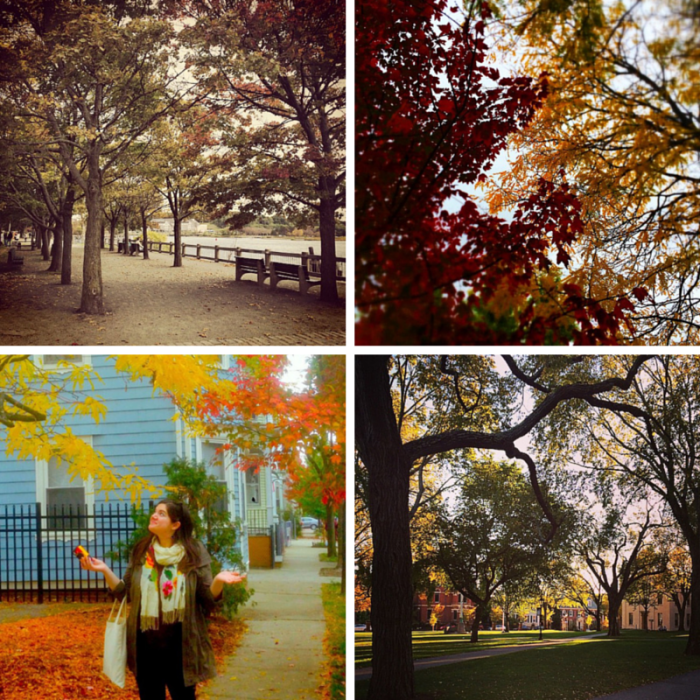 providence, rhode-island, fall, autumn, foliage, college-hill, brown-university, zelda-and-scout